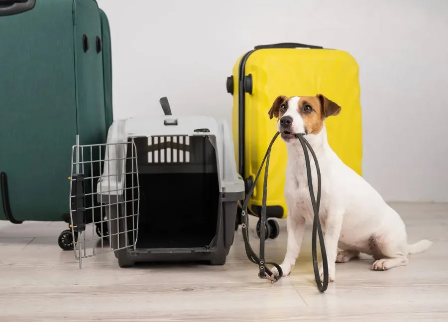 perro-viaje
