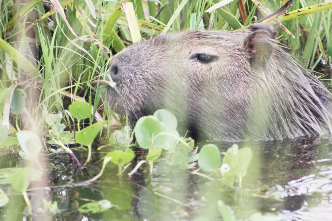 107667467_4331217550252547_888623251859649982_n-1068x712